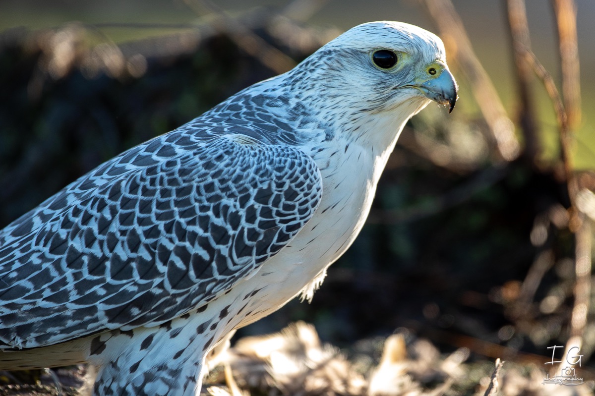  5D49897 21 november 2021 1212 41